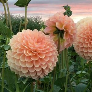 Meet your Posher, Pedro